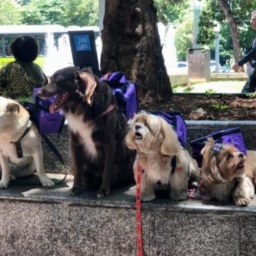 imgi_11_James-Dog-BH-Case-Sound-5-768×576