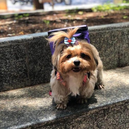 imgi_7_James-Dog-BH-Case-Sound-10