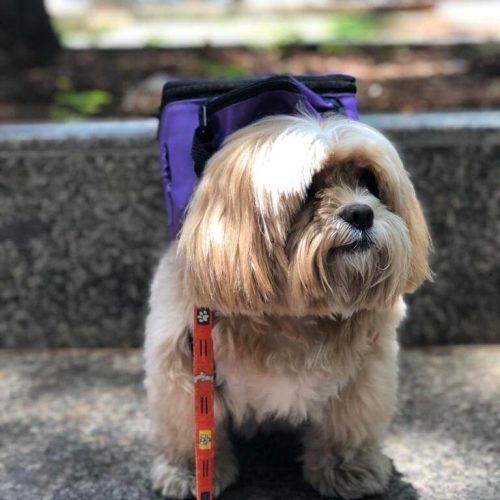 imgi_8_James-Dog-BH-Case-Sound-8